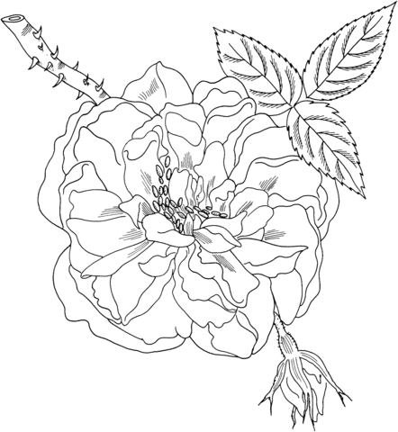 Lancaster'S And York'S Rose Coloring Page